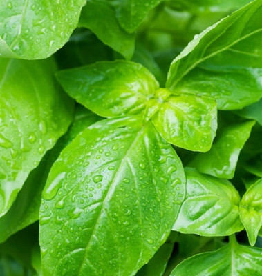 Qualtivate KGF -8 Ocimum basilicum Sweet Dani Basil Seed(1000 per packet)