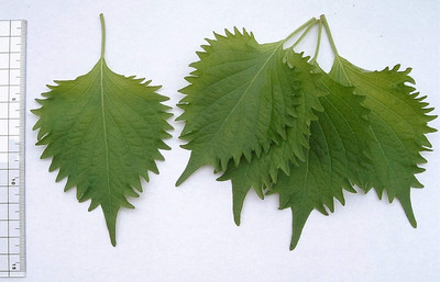 VibeX VVI-4 - Shiso Herb (Perilla) - (750 Seeds) Seed(750 per packet)