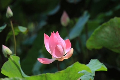 jkfarm lotus,kamal seeds Seed(20 per packet)