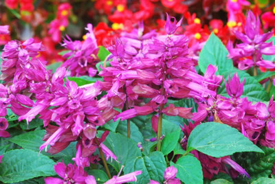 Qualtivate GBPT-1A Purple Sage Salvia Splendens Seeds Seed(100 per packet)