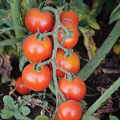 CYBEXIS Hybrid Tomato Vegetable Seeds2000 Seeds Seed(2000 per packet)