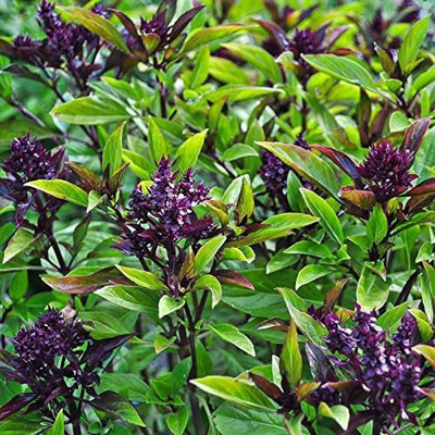 VibeX PUAS-60 - Siam Queen Thai Basil - (4500 Seeds) Seed(4500 per packet)