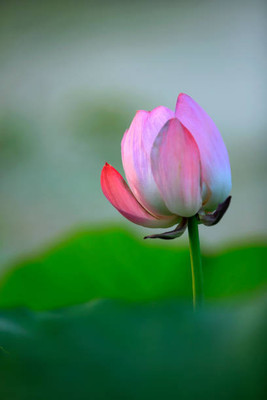 KUNJIKA JADIBOOTI lotus,kamal gatta Seed(15 per packet)