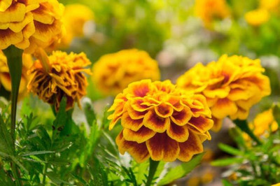 Aywal HYBRID SEEDS Chrysanthemums flower Seed(2 per packet)