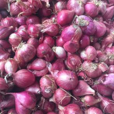 CYBEXIS Heirloom Nasik Onion Seeds1000 Seeds Seed(1000 per packet)