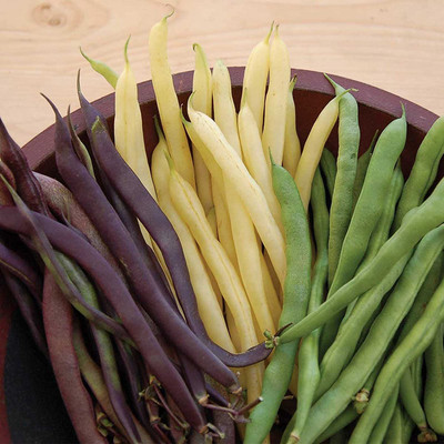 CYBEXIS Rare Runner Beans Mix 800 Seeds Seed(800 per packet)