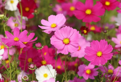 JAWKEY Cosmos sulphureus Seed(20 per packet)