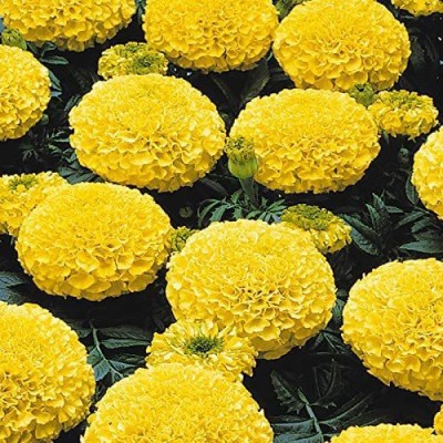 CYBEXIS KGF -54 - Tagetes Erecta African Marigold Yellow - (250 Seeds) Seed(250 per packet)