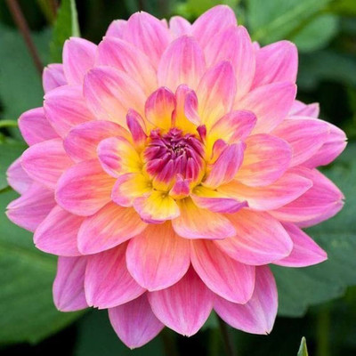 ibains Dahlia mix flower seeds garden Seed(77 per packet)