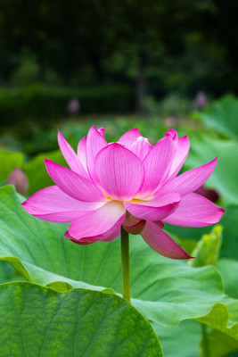 CRGO lotus,kamal gatta Seed(11 per packet)