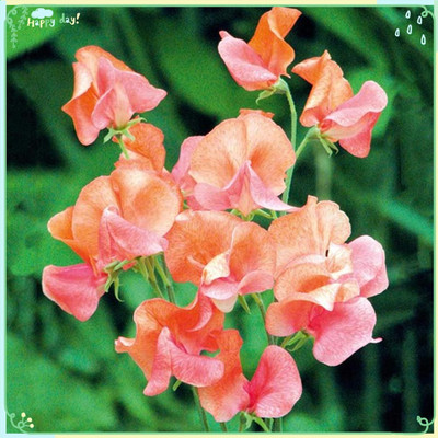 Qualtivate HUA-6A Sweet Pea - Prince of Orange Seed(200 per packet)