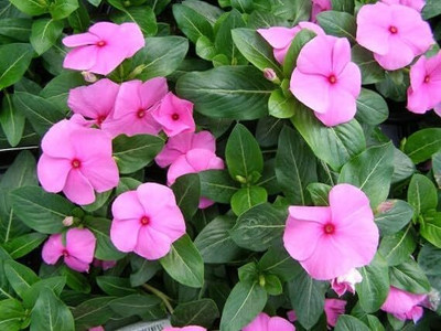 Lorvox Hybrid Imported Vinca Flower Seed(75 per packet)