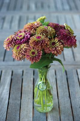 Qualtivate ATS-69 Imp. Queen Red Lime Zinnia Seeds Seed(25 per packet)