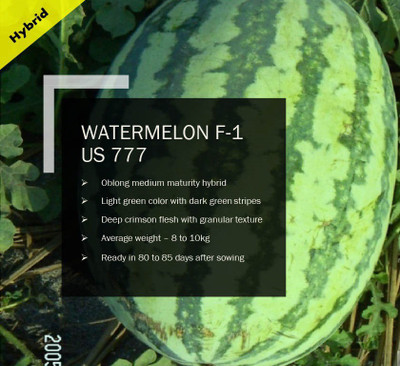 CYBEXIS WATERMELON F-1 PUAS-777 SEEDS(250 Seeds) Seed(250 per packet)