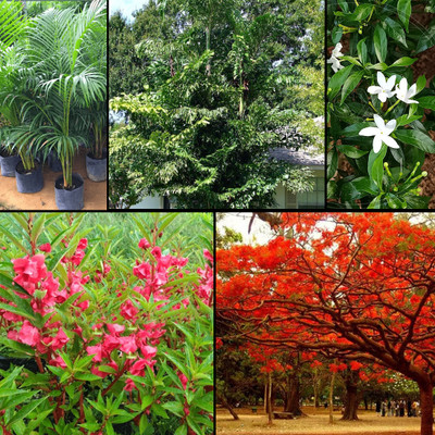 Kudh Products Ornamental & Tropical Plant Seeds | 2200+ Seeds | 10g Each | Easy Grow Seed(50 g)