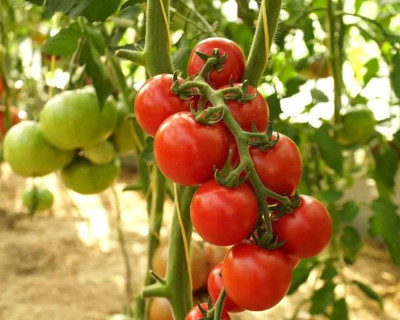 Reelam Natural tomato Seed(130 per packet)