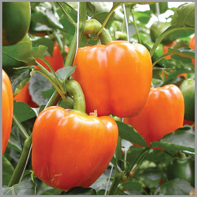 Aywal Orange Color Shimla Mirch/Capsicum/Bell Pepper Seed(10 per packet)