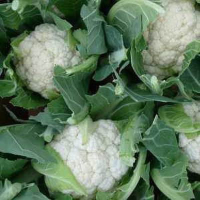 PEDPOUDHE Phool Gobi, Cauliflower Seed(3 g)