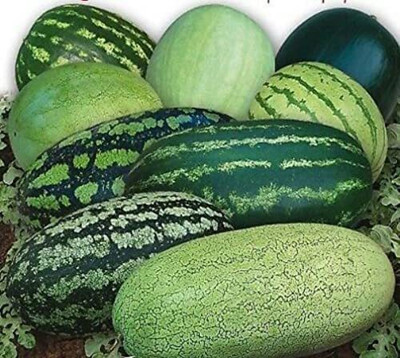 CYBEXIS PAU-62 - Watermelon Alibaba Giant Mix - (1350 Seeds) Seed(1350 per packet)