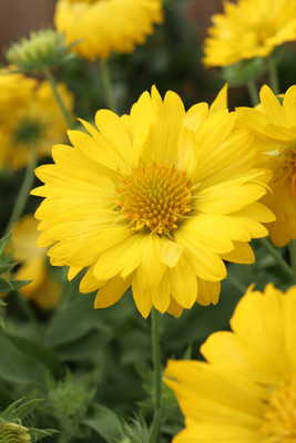 WATIKA Heat it Up Yellow Blanket Flower Seed(20 per packet)