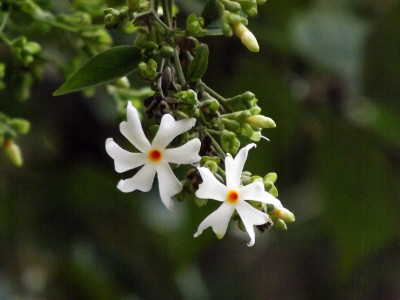 ibains Jasmin plant seeds Seed(27 per packet)