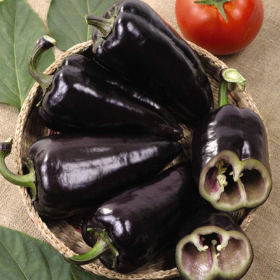 KNESSiN Heirloom Black Knight Capsicum Seeds For Kitchen Gardening-(800 Seeds) Seed(800 per packet)