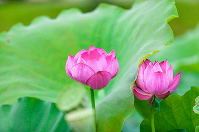 Jessica lotus,kamal gatta Seed(15 per packet)
