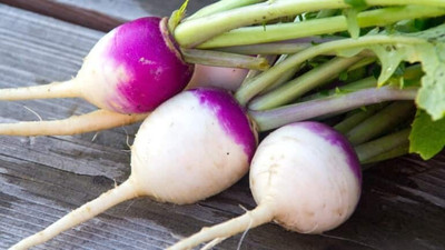 Avysa White Purple Top Turnip/Shalgam Seed(100 per packet)