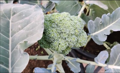 Qualtivate PUA-2A Green Organic Broccoli Seeds Seed(300 per packet)