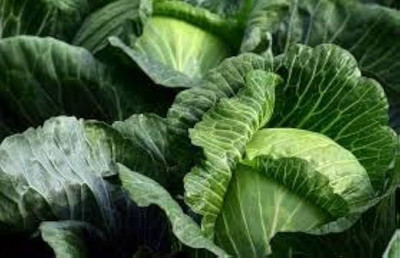 ibains Napa cabbage seeds pack of 20 Seed(20 per packet)