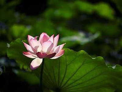seedkart KAMAL seeds lotus seeds Seed(15 per packet)
