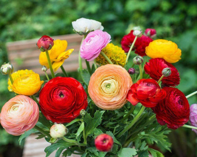 Aywal Imported Ranunculus Mix Color Flower Bulbs For All Season Gardening Seed(7 per packet)