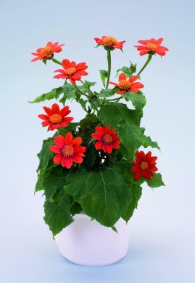 madrid Tithonia rotundifolia, 'Fiesta del Sol' Seed(10 per packet)