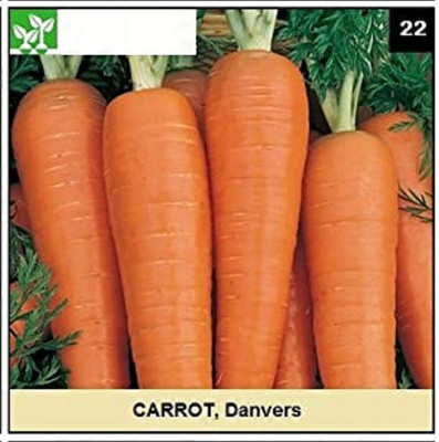 CYBEXIS DANVERS CARROT2000 Seeds Seed(2000 per packet)