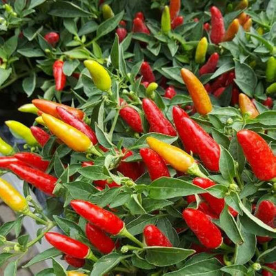 MOONQULTY Thai Hot Peppers, Sun Chilli,Chilli Plant Seed(30 per packet)