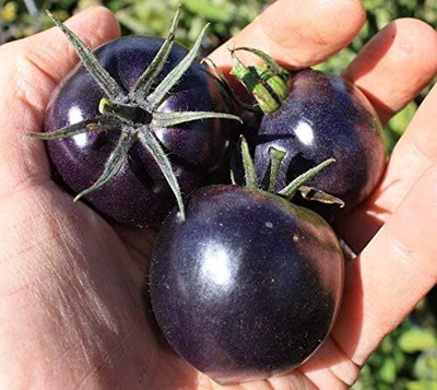 Biosnyg Fast Growing Indigo Cherry Tomato Seeds for Kitchen Gardening - (2000 Seeds) Seed(2000 per packet)