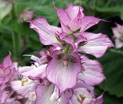 Qualtivate PUAS-1A Clary Sage Seed(100 per packet)