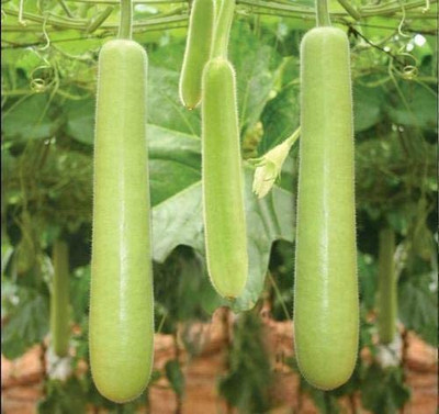 VibeX VXI-36 - Long Bottle Gourd - (100 Seeds) Seed(100 per packet)