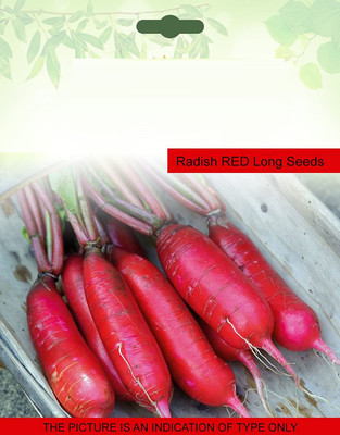 CYBEXIS Hybrid Radish RED Long600 Seeds Seed(600 per packet)