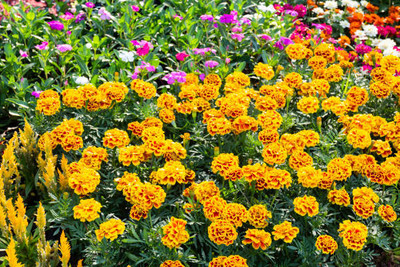 Shree Ganga Enterprise marigold/gende ka phool flower seeds Seed(75 per packet)