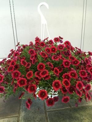 Aywal Dianthus Lemon Fizz Flower Seed(100 per packet)