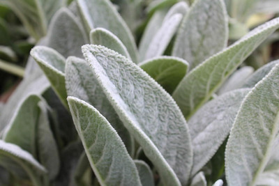 Qualtivate XXX-2A Prairie Sage Seeds Seed(100 per packet)