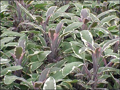 VibeX PAU-79 - Tricolor Sage - (1350 Seeds) Seed(1350 per packet)