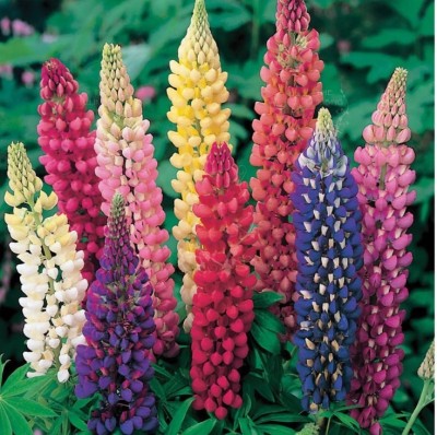 CWAN LUPIN Florida Giant Mix Flower Plant Seed(50 per packet)