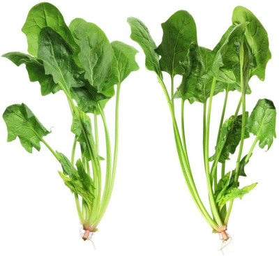 CYBEXIS Spinach Seeds Fresh Hardy Annual Heirloom Vegetables Easy to Plant2000 Seeds Seed(2000 per packet)