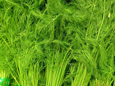 CYBEXIS NBIR-76 - Fernleaf Dill - (2250 Seeds) Seed(2250 per packet)