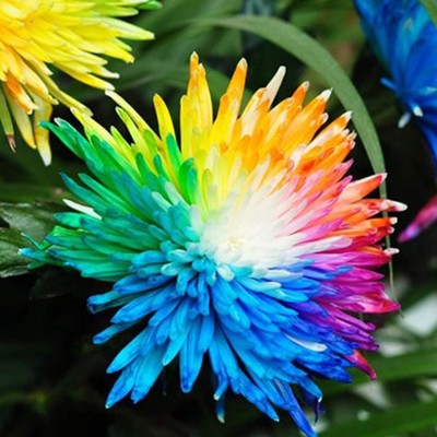 Qualtivate VVI-76 Rainbow Chrysanthemum Seeds Seed(25 per packet)