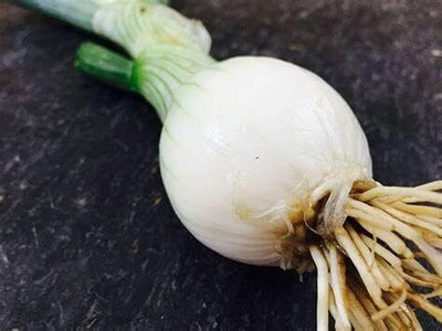 WILLVINE PUAS -IV Southport White Globe Onion [100g] Seed(300 per packet)