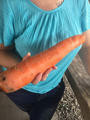 VibeX ® VXI-266 Giant Carrot Seeds Seed(500 per packet)