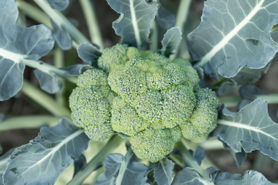 N.G.M. AGROCARE F1 Hybrid Broccoli Seeds Seed(30 per packet)